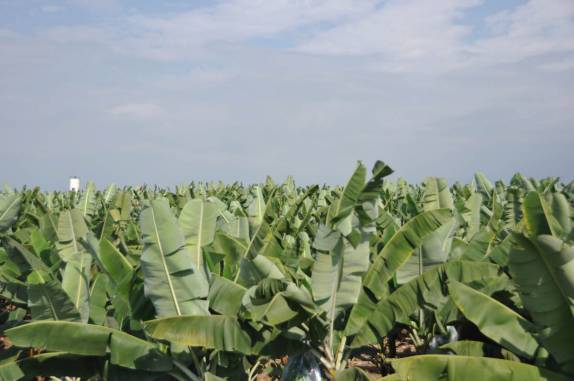 Cenas típicas do sul do Equador, região de Mashala: bananeiras com os cachos devidamente ensacados